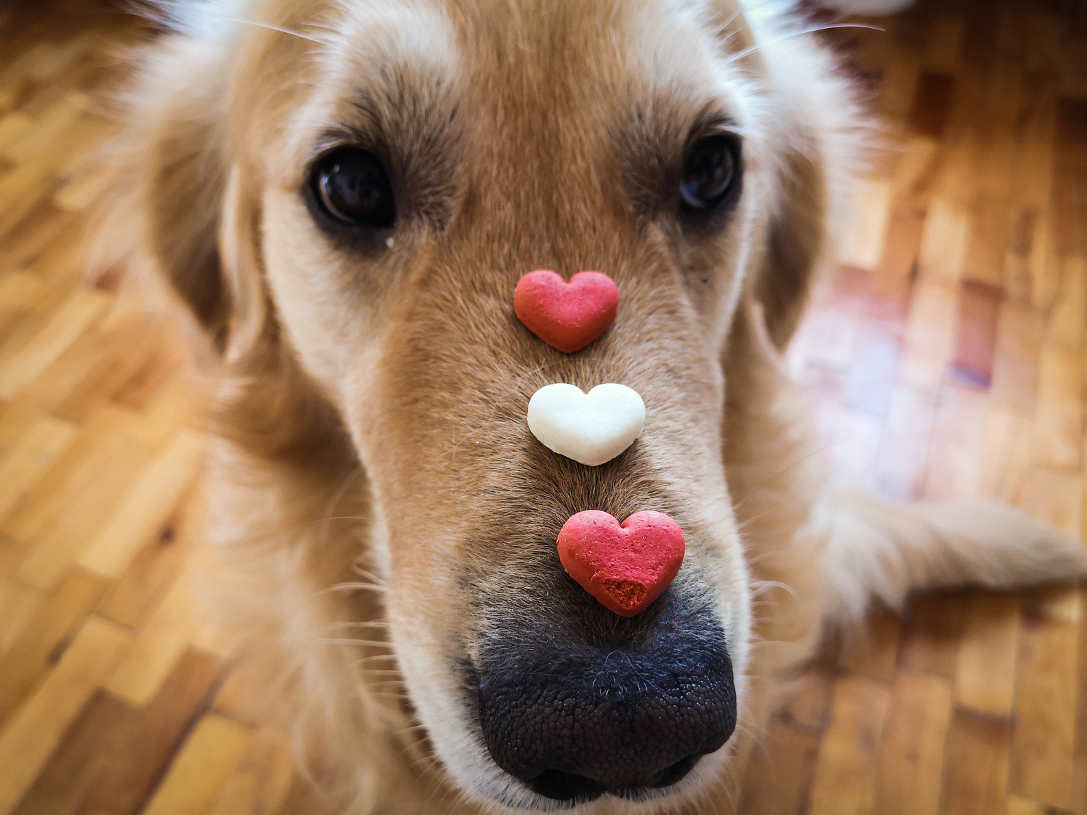 Dog=Love